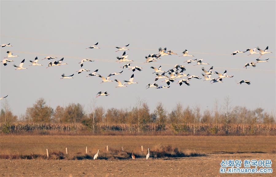 （新华视界）（2）白鹤飞临吉林莫莫格湿地