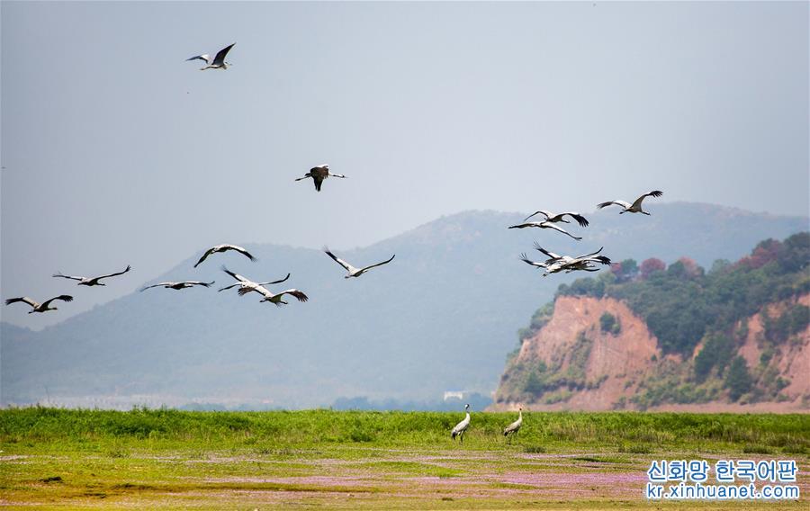 #（环境）（1）鄱阳湖迎来越冬灰鹤
