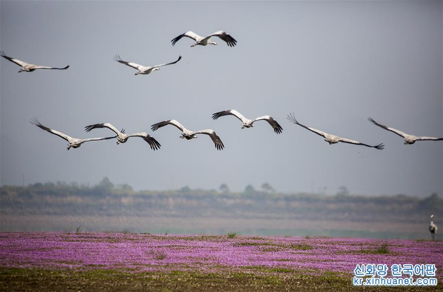 #（环境）（4）鄱阳湖迎来越冬灰鹤