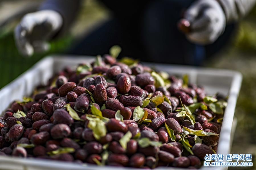 （经济）（1）新疆若羌的红枣熟了