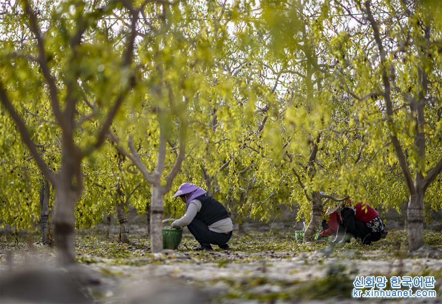 （经济）（6）新疆若羌的红枣熟了