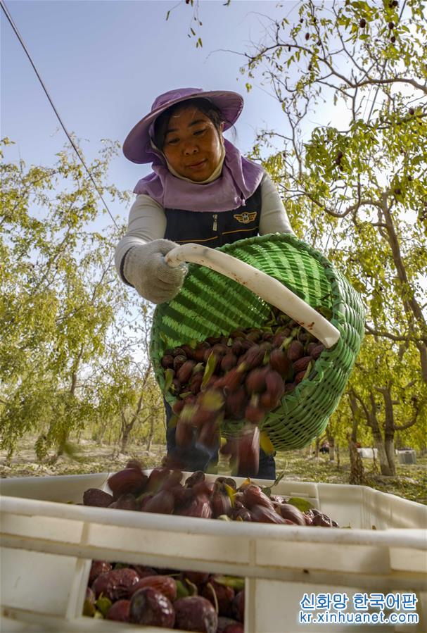 （经济）（2）新疆若羌的红枣熟了