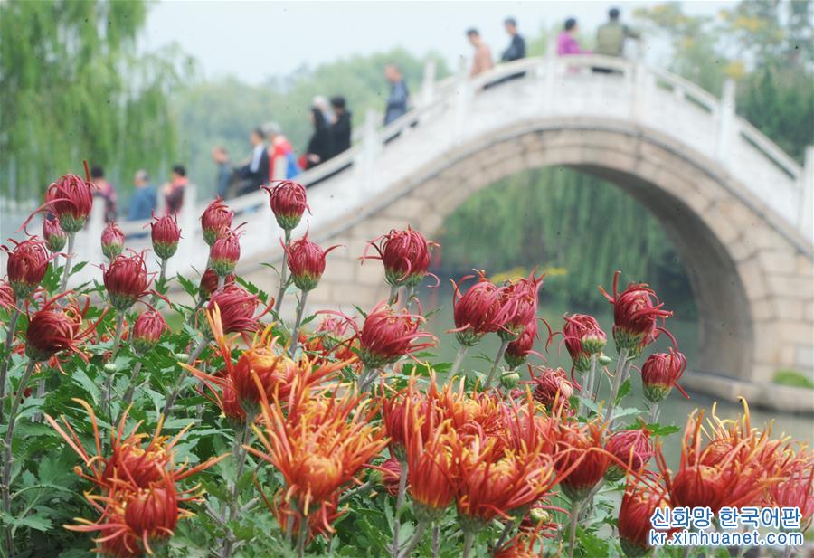 #（社会）（2）江苏扬州：瘦西湖菊花绽放迎客来