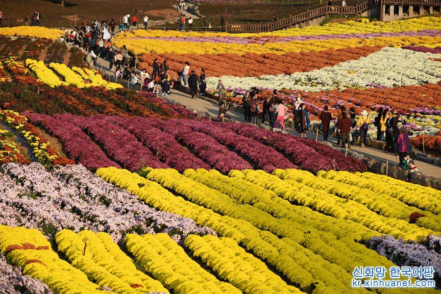 （秋季美丽生态）（6）贵州麻江：“菊花经济”带火乡村旅游