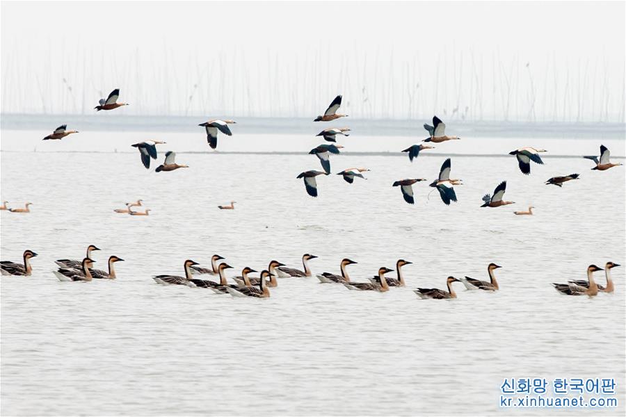 #（环境）（2）江苏盱眙：湿地成为“候鸟乐园”