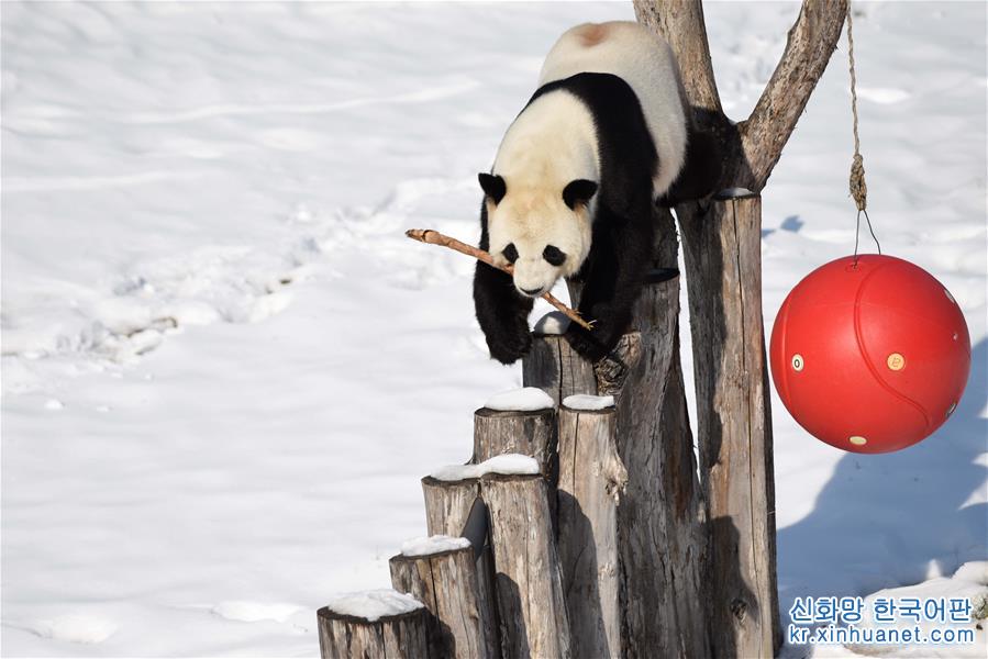 （社会）（1）大熊猫迎来了又一个雪季