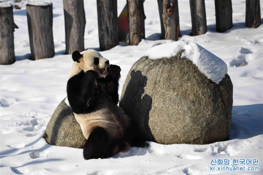（社會）（2）大熊貓迎來了又一個雪季
