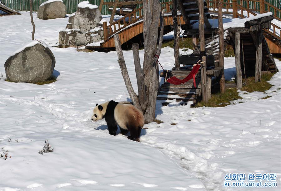（社会）（3）大熊猫迎来了又一个雪季