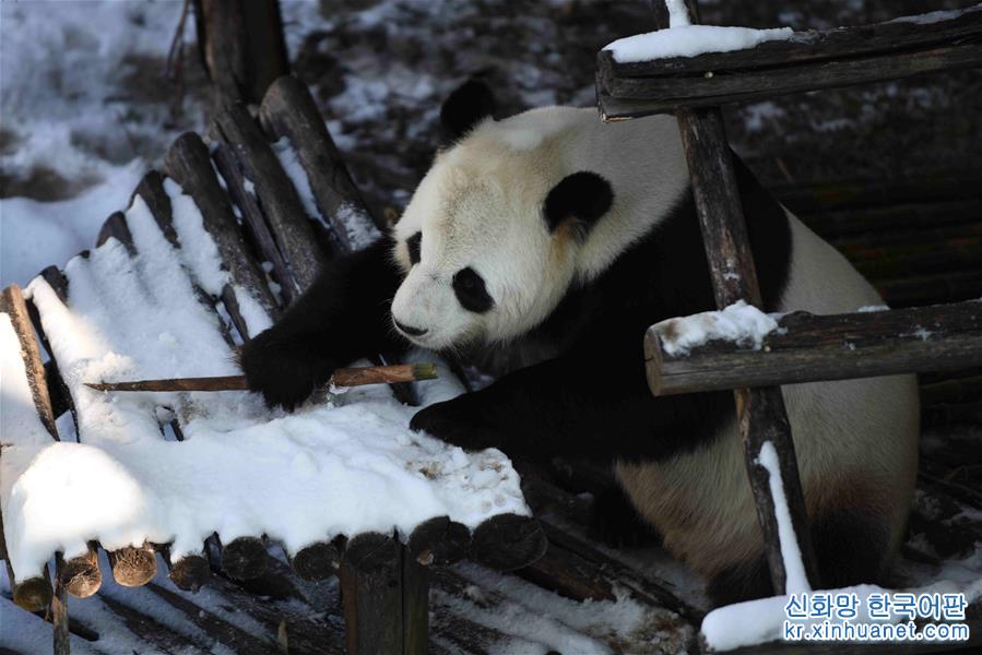 （社会）（5）大熊猫迎来了又一个雪季