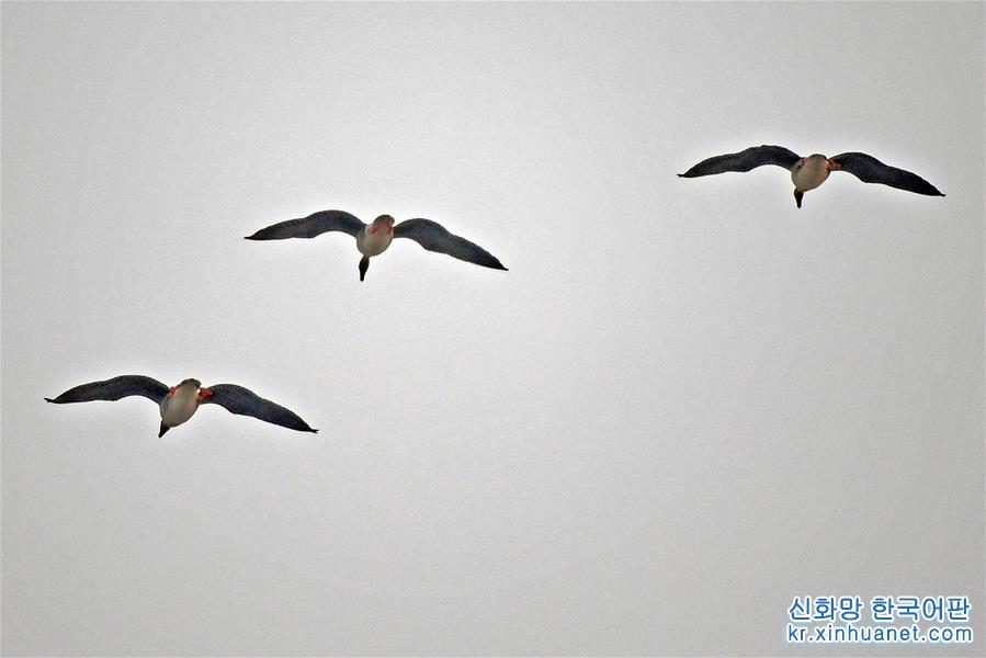 （社会）（2） 辽宁康平：卧龙湖湿地迎来大批候鸟