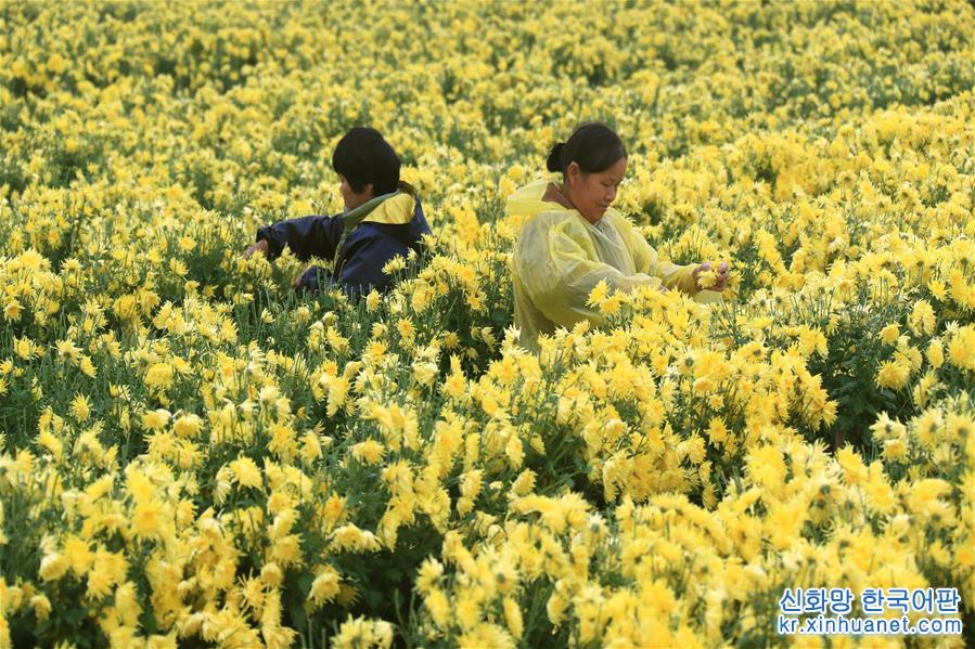 #（环境）（2）安徽：黄山连日降温 菊农抢收贡菊