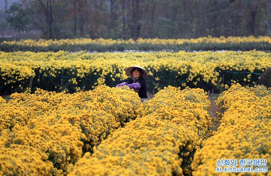 #（环境）（3）安徽：黄山连日降温 菊农抢收贡菊