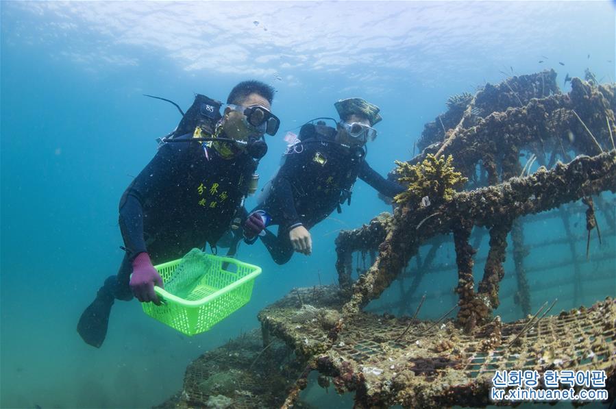 （环境）（2）潜水教练担任义务珊瑚保育员