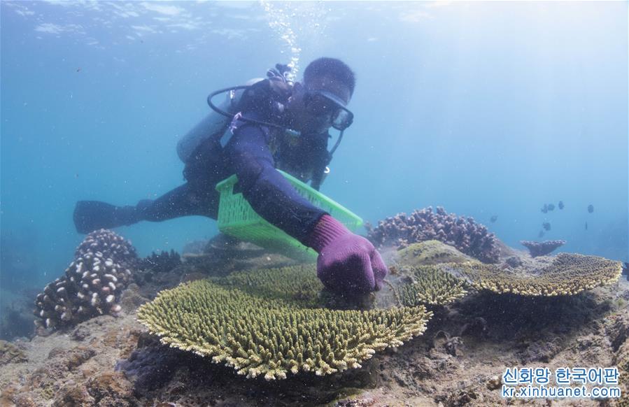 （环境）（4）潜水教练担任义务珊瑚保育员