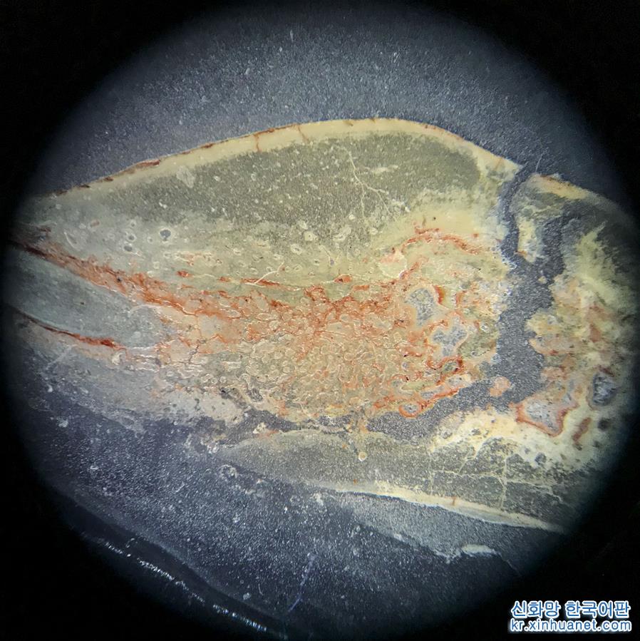 （科技）（3）吉林大学科研团队发现恐龙牙釉质波纹构造的最早记录