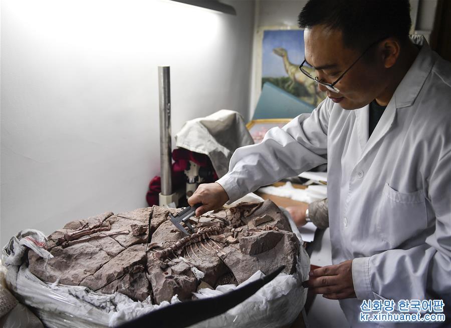 （科技）（5）吉林大学科研团队发现恐龙牙釉质波纹构造的最早记录