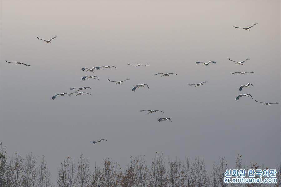 （生态）（3）东方白鹳飞临巢湖湿地