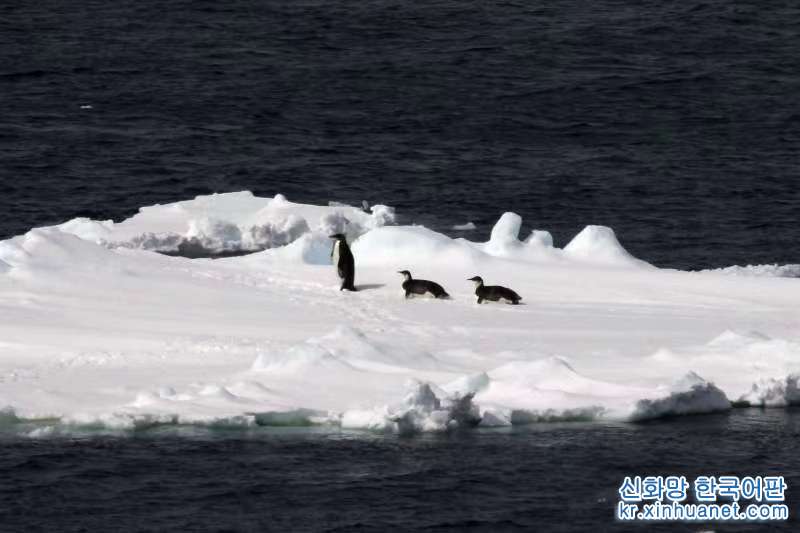 （“雪龙”探南极·图文互动）（6）“雪龙”号驶入南大洋浮冰区