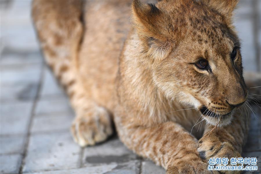（新华视界）（3）青藏高原成功育活3只非洲狮