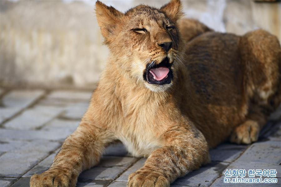 （新华视界）（4）青藏高原成功育活3只非洲狮