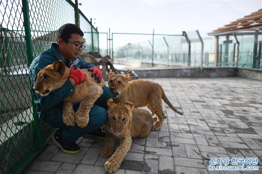 （新华视界）（6）青藏高原成功育活3只非洲狮