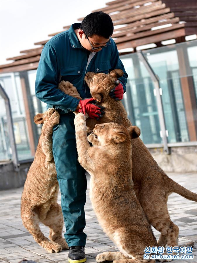 （新华视界）（7）青藏高原成功育活3只非洲狮