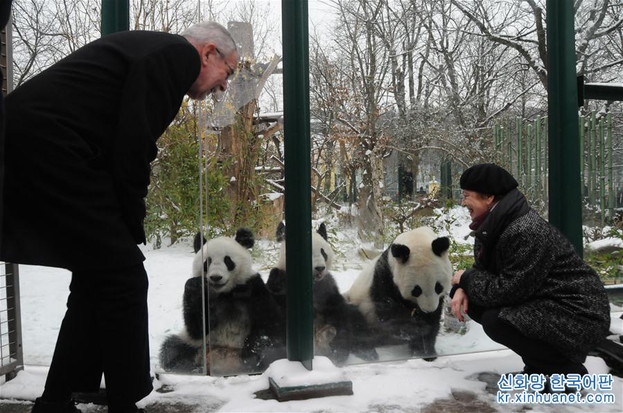 （国际）（1）奥地利出生的大熊猫龙凤胎即将返回中国