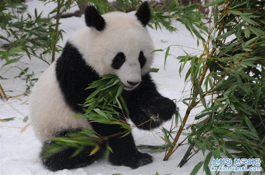 （国际）（3）奥地利出生的大熊猫龙凤胎即将返回中国