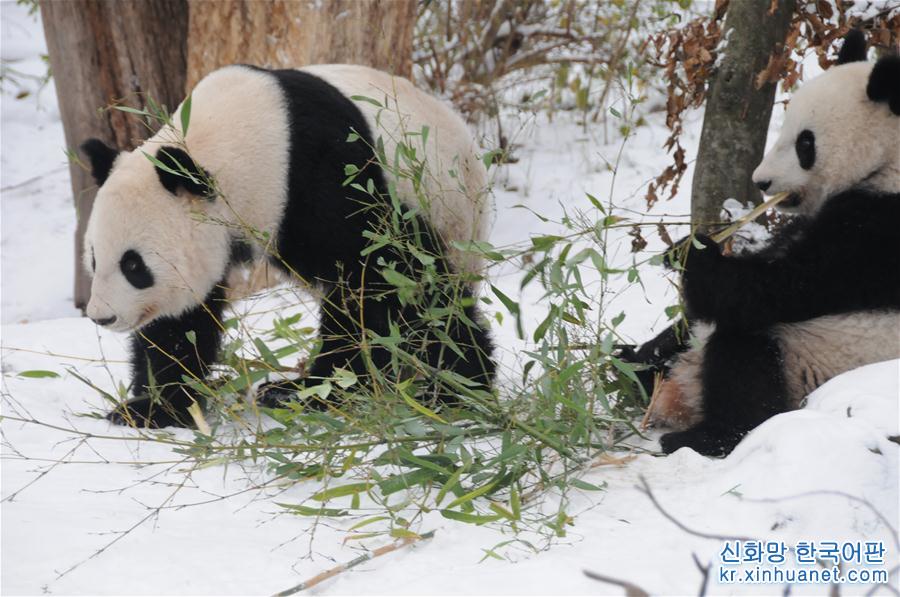 （国际）（5）奥地利出生的大熊猫龙凤胎即将返回中国