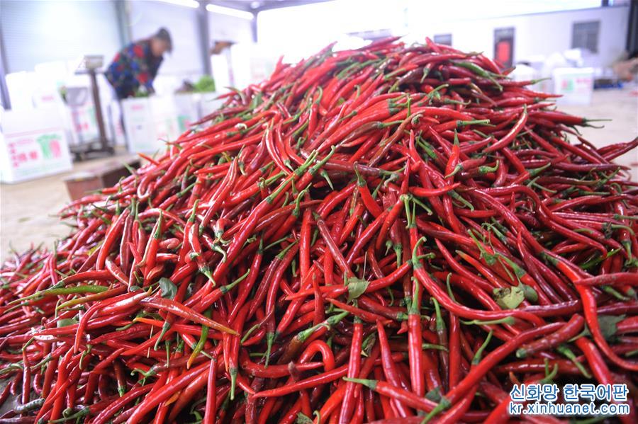 #（经济）（1）安徽阜南：辣椒红火上市