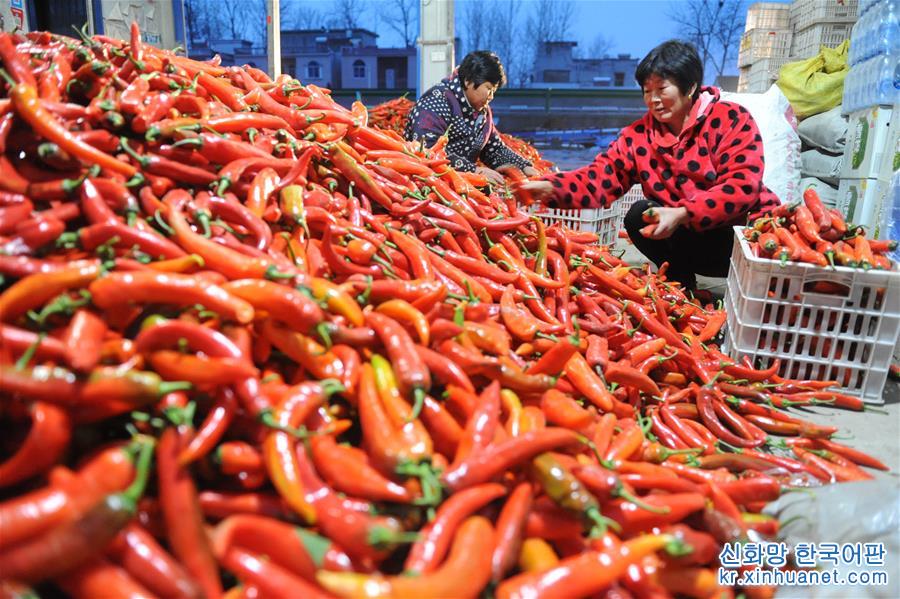 #（经济）（3）安徽阜南：辣椒红火上市