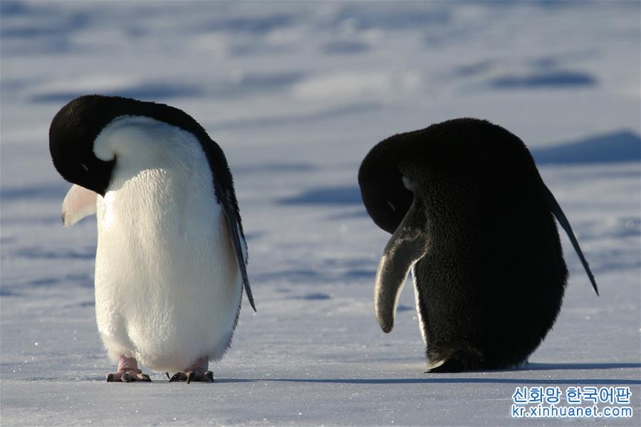 （“雪龙”探南极）（5）“雪龙”号船边的南极企鹅
