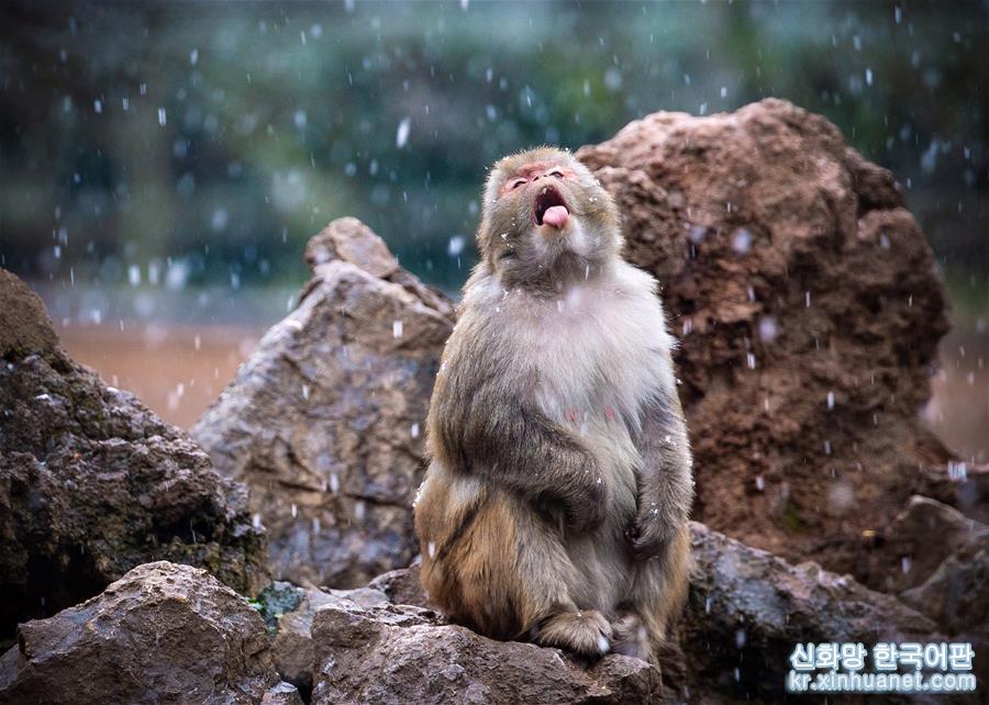 #（新华视界）（1）猕猴赏雪