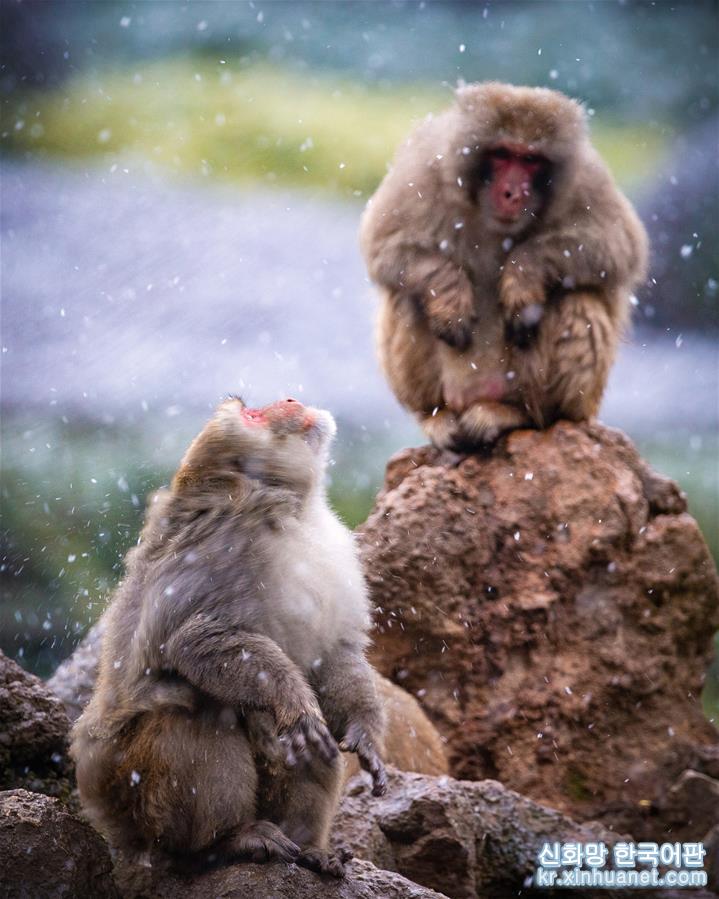 #（新华视界）（3）猕猴赏雪