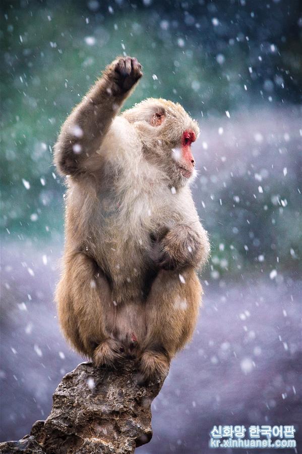 #（新华视界）（4）猕猴赏雪