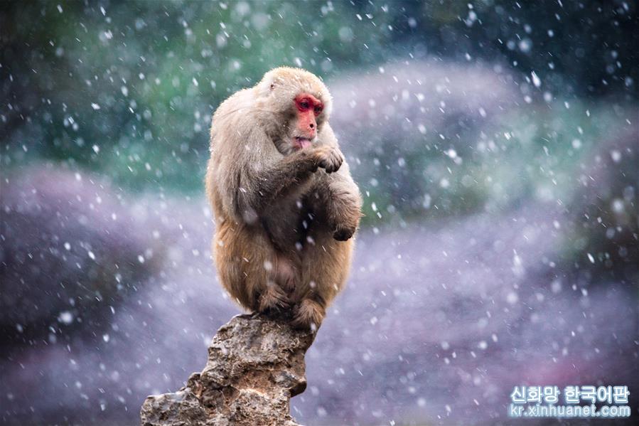 #（新华视界）（6）猕猴赏雪