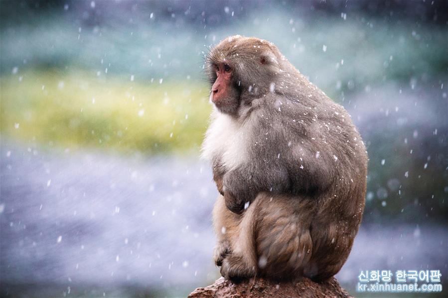 #（新华视界）（8）猕猴赏雪
