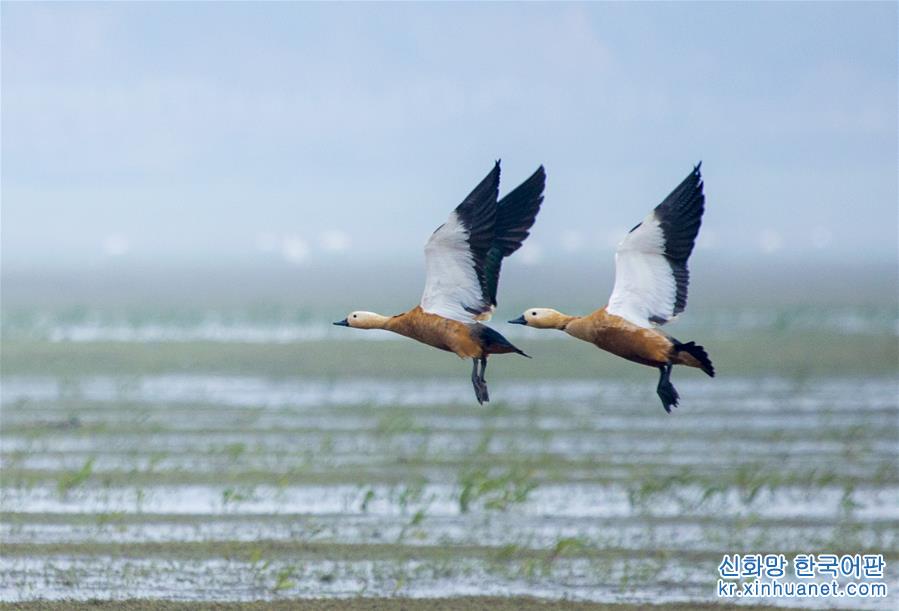 #（环境）（1）江西鄱阳湖：湿地成候鸟乐园