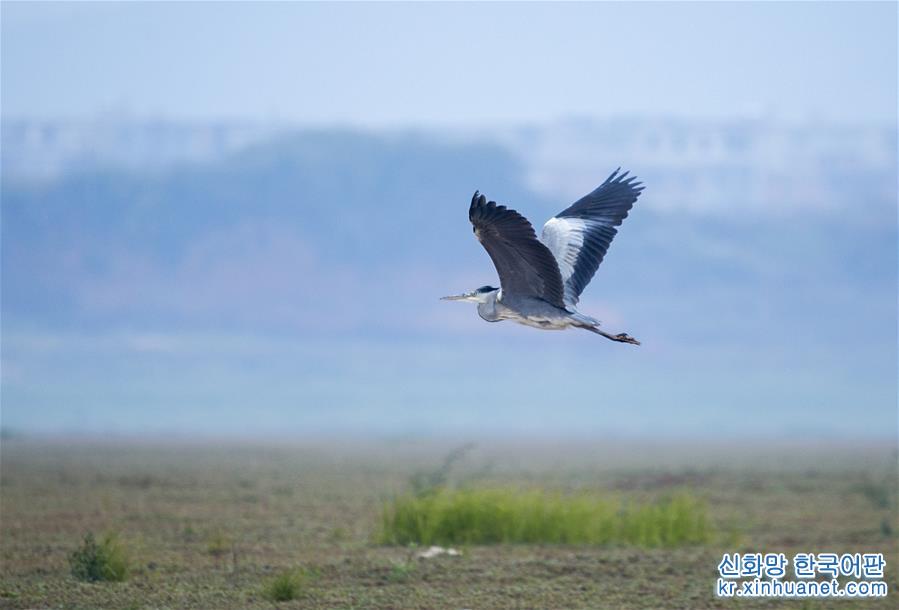 #（环境）（3）江西鄱阳湖：湿地成候鸟乐园