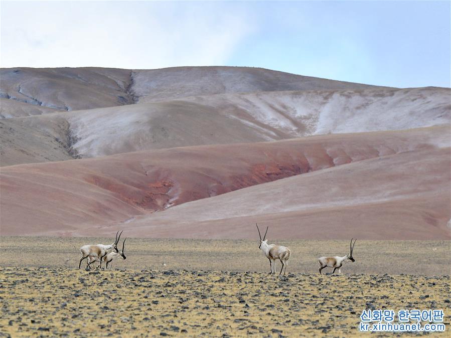 （环境）（4）藏羚羊的家园