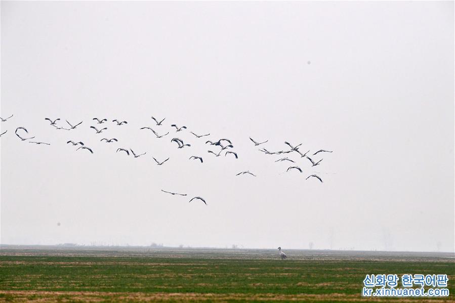 （环境）（5）河南黄河湿地现“万鸟飞临”景观