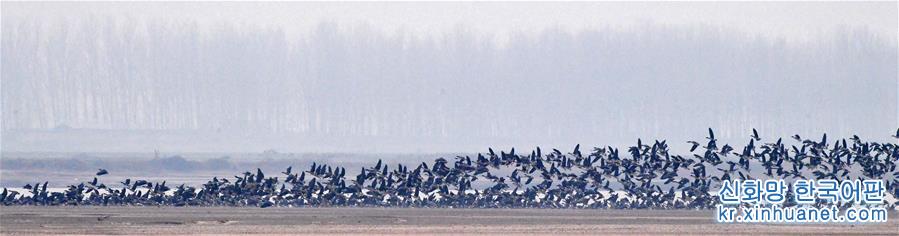 （环境）（4）河南黄河湿地现“万鸟飞临”景观