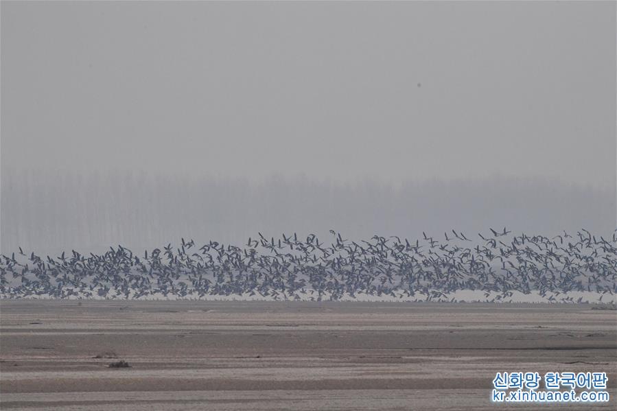（环境）（6）河南黄河湿地现“万鸟飞临”景观