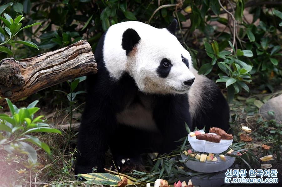 #（社会）（1）广西柳州动物园为大熊猫“明浜”举办生日会