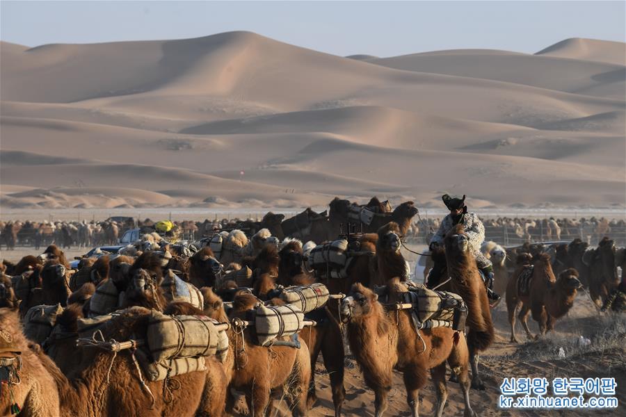 （新华视界）（1）沙漠骆驼