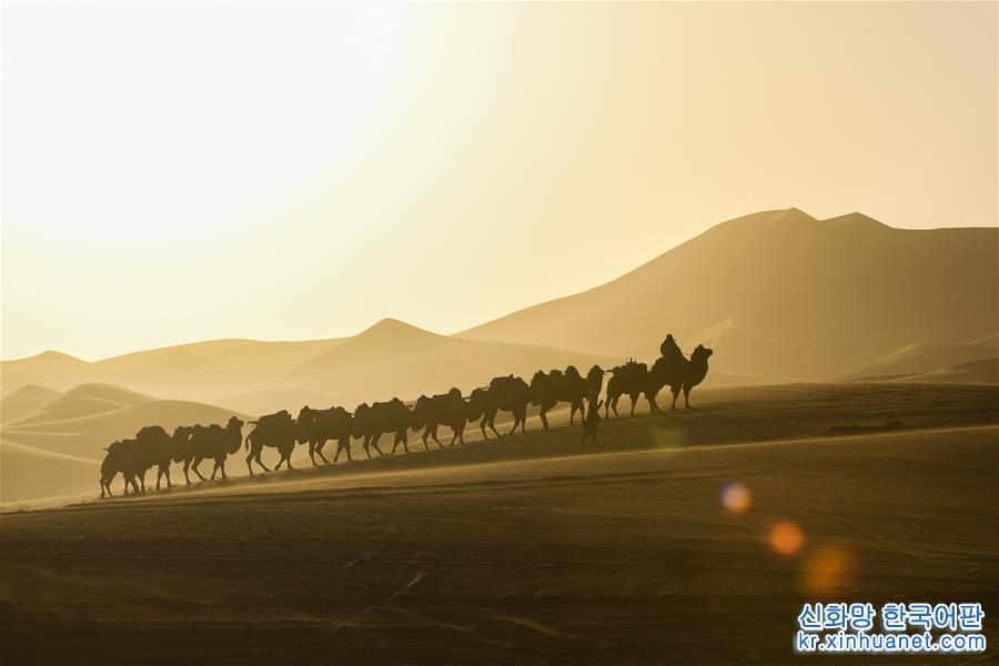 （新华视界）（2）沙漠骆驼