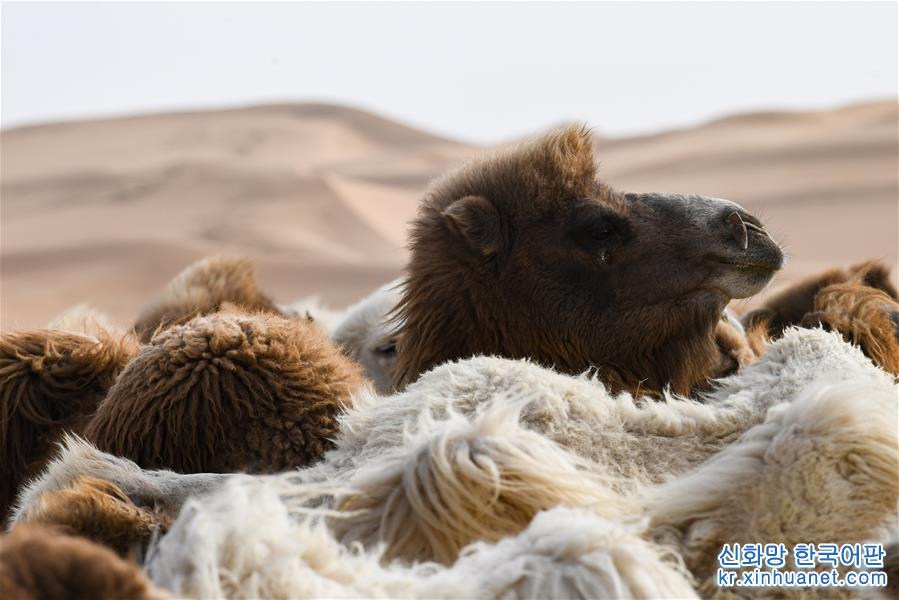 （新华视界）（3）沙漠骆驼