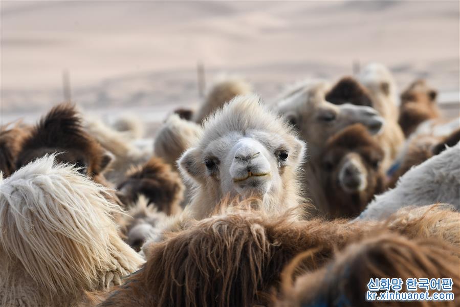 （新华视界）（8）沙漠骆驼