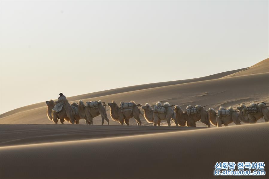 （新华视界）（4）沙漠骆驼