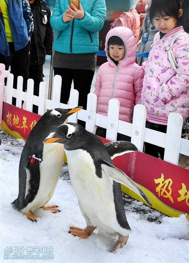 （社会）（3）与企鹅一起迎新年